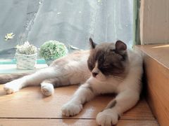 -猫小院猫主题咖啡厅(北锣店)