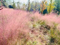 -梁鸿国家湿地公园