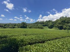 -雪绿茶博物馆