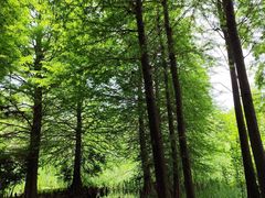 -溱湖国家湿地公园