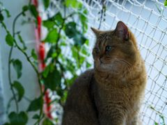 -喵屿·大理花园猫咖