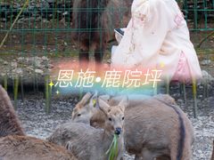 -鹿院坪生态旅游景区