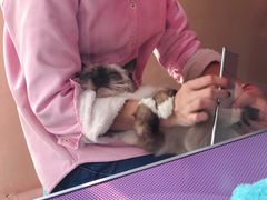 -十年猫舍·猫咪专门店(普陀店)
