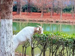 -上海海湾国家森林公园