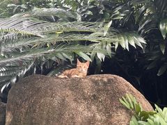 -深圳仙湖植物园