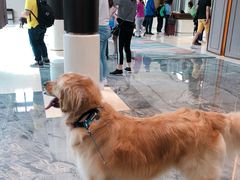 -上海崇明金茂凯悦酒店