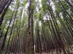 -山王坪喀斯特国家生态公园