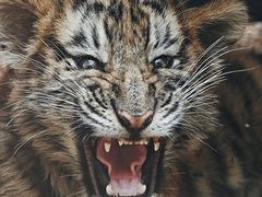 -贵州森林野生动物园