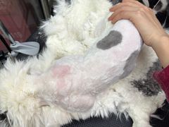 -PETKIT 小佩宠物·低压洗护·美容·寄养(安远店)