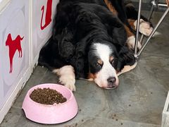 -暖阳宠物医院·犬猫康复中心·骨科