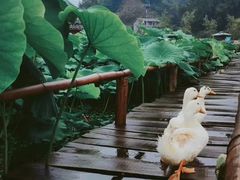 -后柳水乡