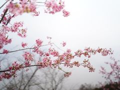 -顾村公园