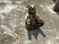 -哈尔滨北方森林动物园