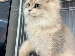 -翊宠yipet猫狗购宠庄园犬舍•猫舍