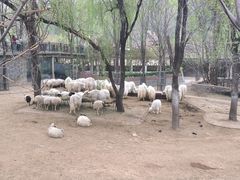 -石家庄市动物园