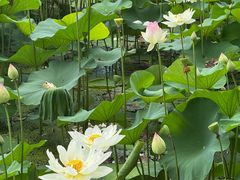 -陶辛水韵