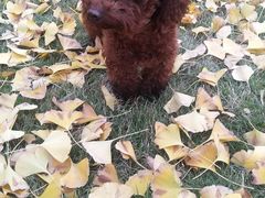 -仁华宠物医院(青羊店)