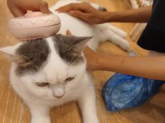 -猫咪派对(江南西店)