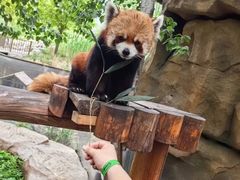 -北京野生动物园