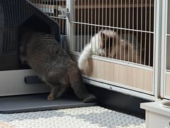 -珠海悠米米努特矮脚猫舍