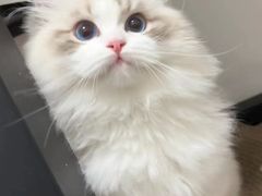-欣宠猫屋·矮脚拿破仑·蓝金金渐层