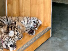 -大连森林动物园