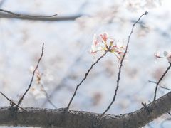 -高东镇樱花园