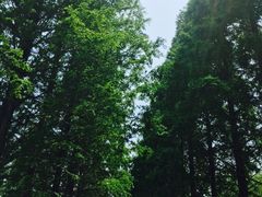 -黄海国家森林公园