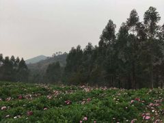 -清远熹乐谷温泉度假酒店