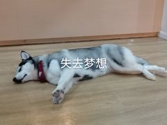 -Husky Go! 哈士奇体验馆·宠物咖啡厅狗咖