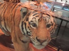 -美国自然历史博物馆