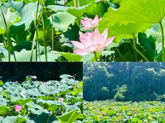 -艾溪湖湿地公园