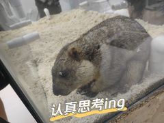 -怪兽屋·羊驼·猫咖·狗咖(俊华广场店)