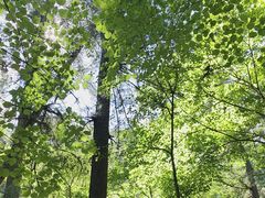 -五营红松林海景区