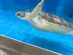 -芜湖新华联大白鲸海洋公园