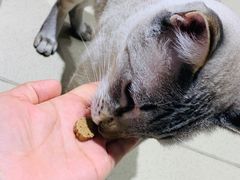 -藏猫猫咖啡主题馆(中央大道店)