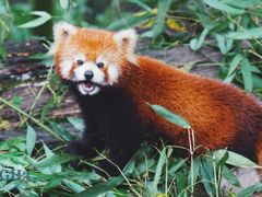 -都江堰中华大熊猫苑