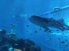 -成都浩海立方海洋公园