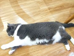 -滚猫咖啡·猫咖·猫友好撸猫(未来城店)