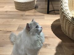 -瞄一喵猫咖(格力海岸店)