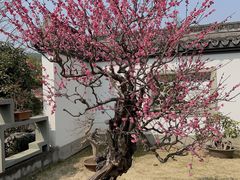 -杭州植物园