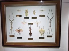 -上海昆虫博物馆