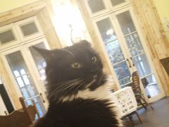 -猫色咖啡·猫咖