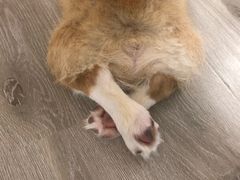 -浣熊柯尔鸭土拨鼠·电玩咖