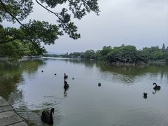 -江心屿景区