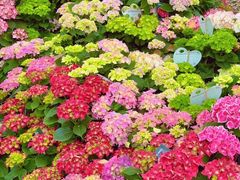 -上海鲜花港