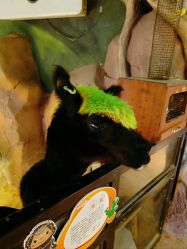 -酷嗒动物文化乐园(cutezoo西溪乐天城店)