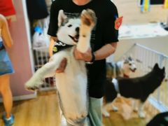 -Husky Go! 哈士奇体验馆·宠物咖啡厅狗咖