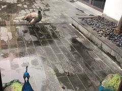 -黄山悦榕庄明月白云餐厅