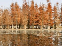 -白鹭湾湿地公园